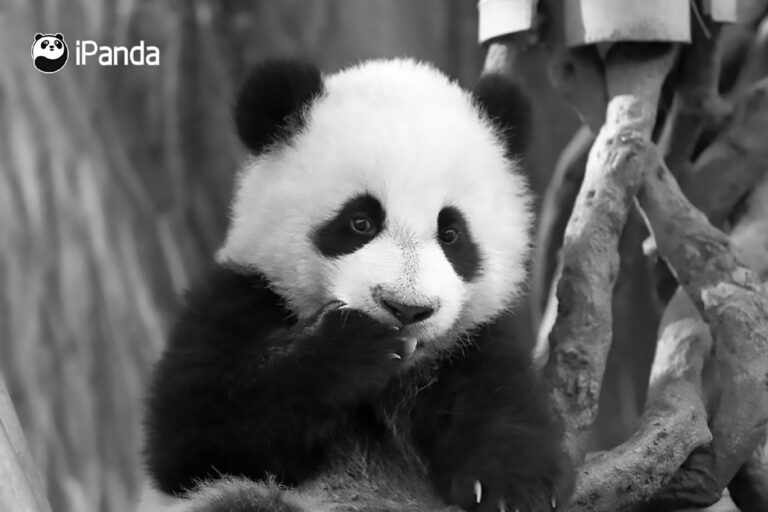 Read more about the article Chinese Panda Fans Demands Answers Over Cubs Death