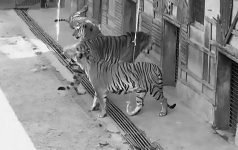 Read more about the article Shocking Scenes As Tourists Feed Zoo Tigers With Rods