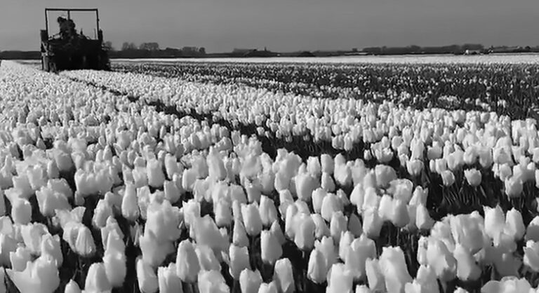 Read more about the article Dutch Tulips Beheaded To Stop People Breaking Quarantine