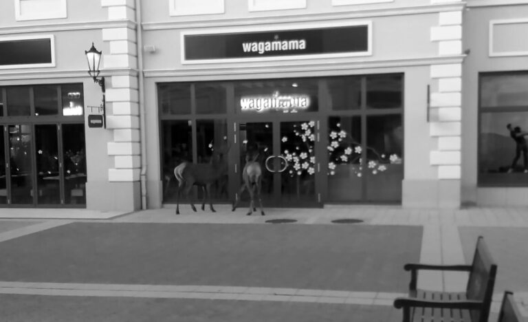 Read more about the article Deer Spotted Window Shopping At McArthurGlen Centre