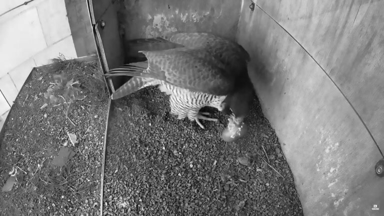 Read more about the article Peregrine Falcon Chick Gets Rude Awakening From Mum