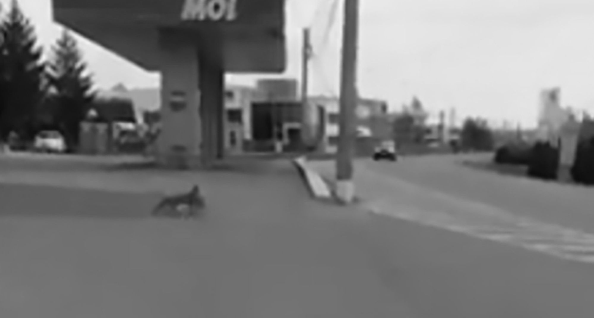 Read more about the article Cops Film Fox Dropping Chicken To Avoid Being Run Over