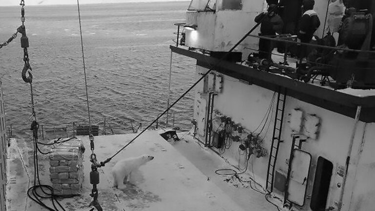 Read more about the article Huge Hungry Polar Bear Climbs Onto Russian Ship