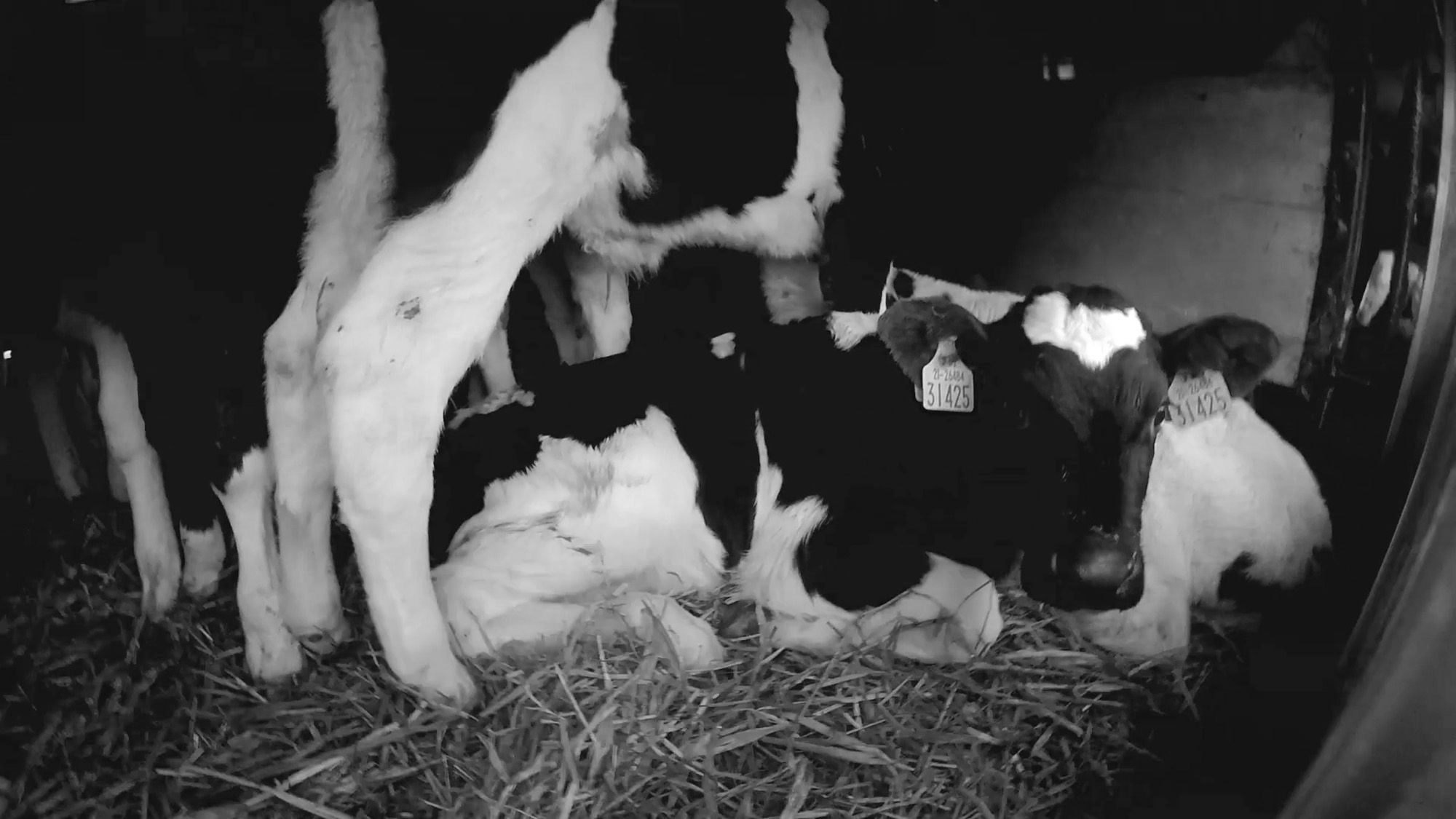 Read more about the article Secret Video: Irish Calves Brutally Beaten In France