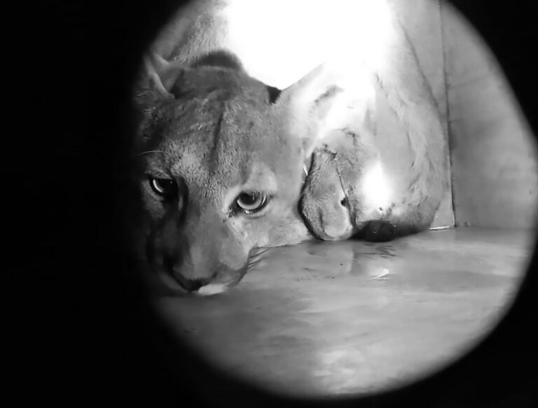 Read more about the article Puma Released Into Wild After Roaming COVID City Streets