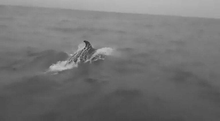 Read more about the article Adorable Pod Of Dolphins Frolic Next To Fishing Boat