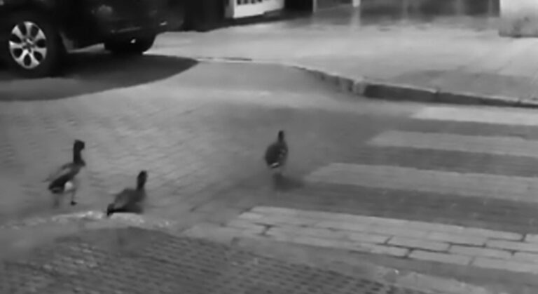 Read more about the article Lockdown: Ducks Waddle Across Deserted Majorca Streets