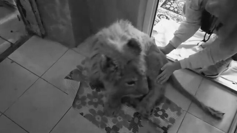 Read more about the article Simba The Cub Takes 1st Steps Since Photographer Abuse