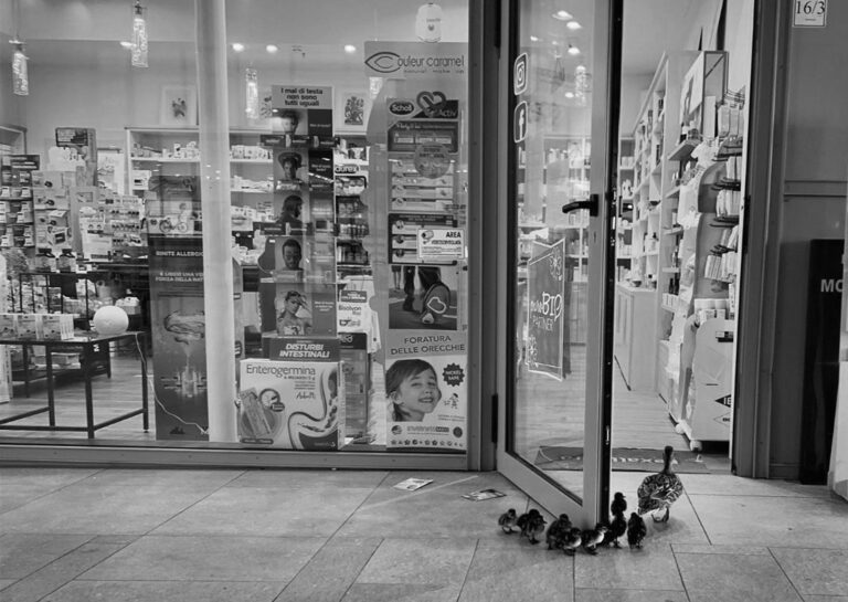 Read more about the article Duck Family Walk Empty Florence Streets And Into Shop