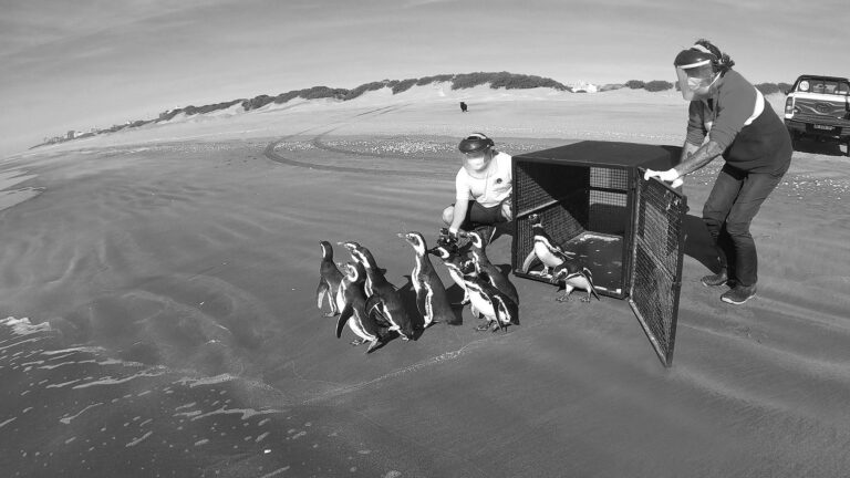 Read more about the article Moment Cute Penguins Released To Sea After Rescue
