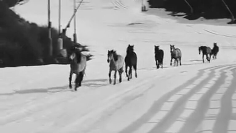 Read more about the article Wild Horses Run Around Pistes At Empty Ski Resort