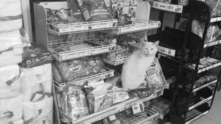 Read more about the article Viral: Stray Cat Leads Locals To Shop Cat Food Shelf