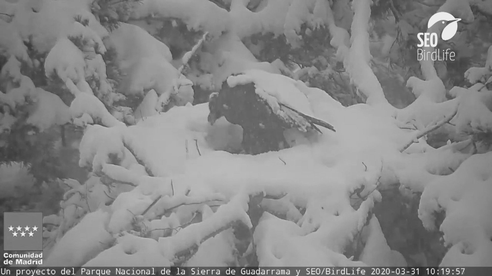 Read more about the article Vulture Dad Emerges From Nest Battered By Snowstorm