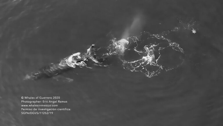 Read more about the article Rare Moment Humpback Whale Plays With Shoal Of Stingrays