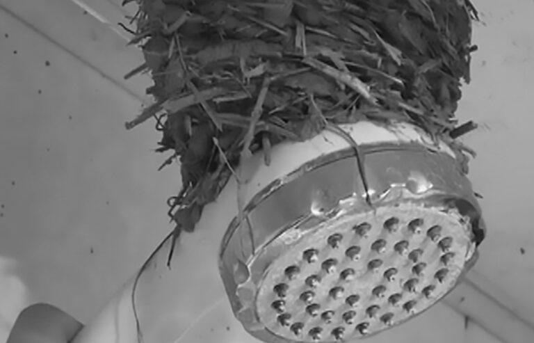 Read more about the article Hubei Homeowner Finds Swallows Nest On Shower Head