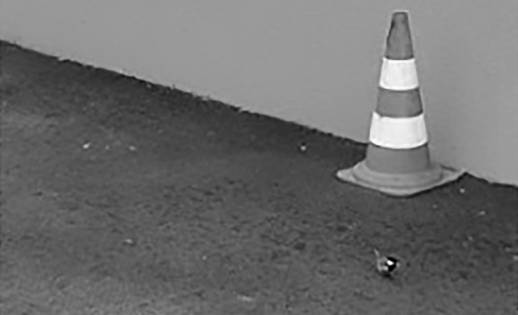 Read more about the article Clever Mother Bird Keeps Chicks Dry In Traffic-Cone Nest