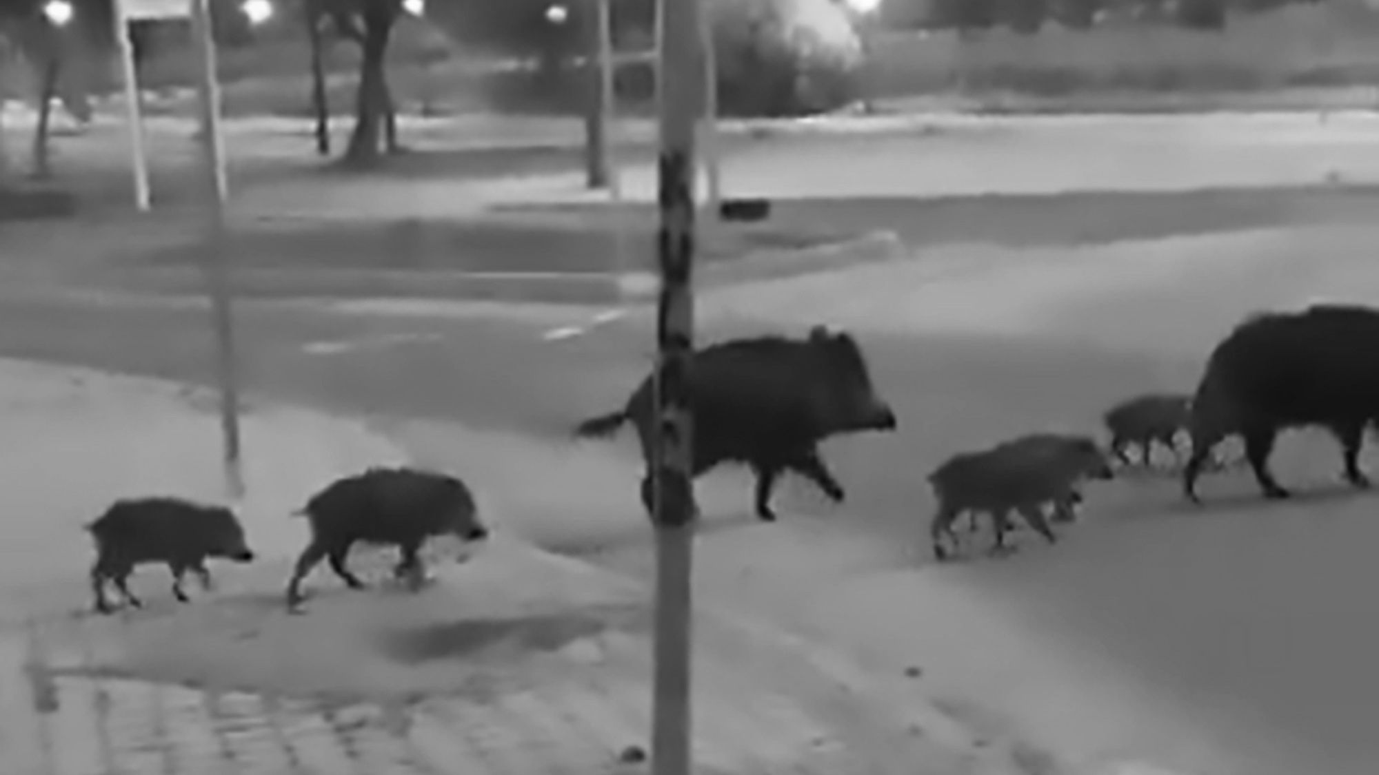 Read more about the article Boar Family With Young Forage On Campus During Lockdown