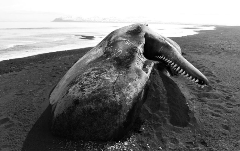 Read more about the article Bloodied Sperm Whale Corpse Washes Up On Iceland Beach