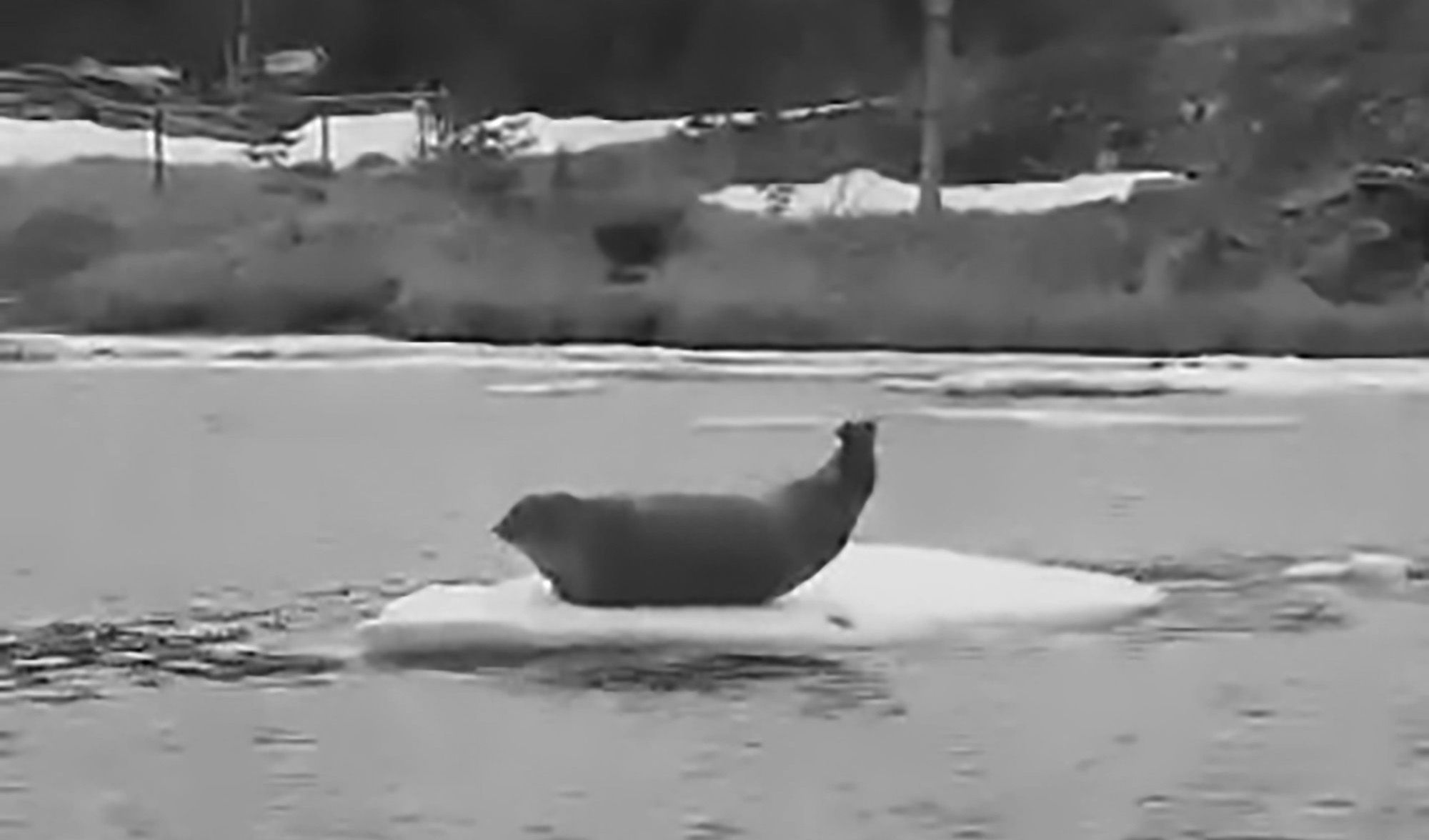 Read more about the article Chubby Seal In Bizarre Workout Display On Ice Floe