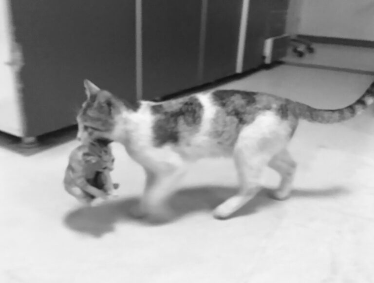 Read more about the article Cat Takes Sick Kitten Into Emergency Room For Treatment