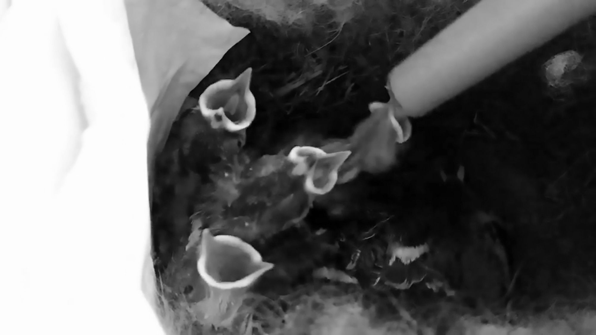 Read more about the article Woman Becomes Mum For 7 Baby Birds Abandoned In Garden