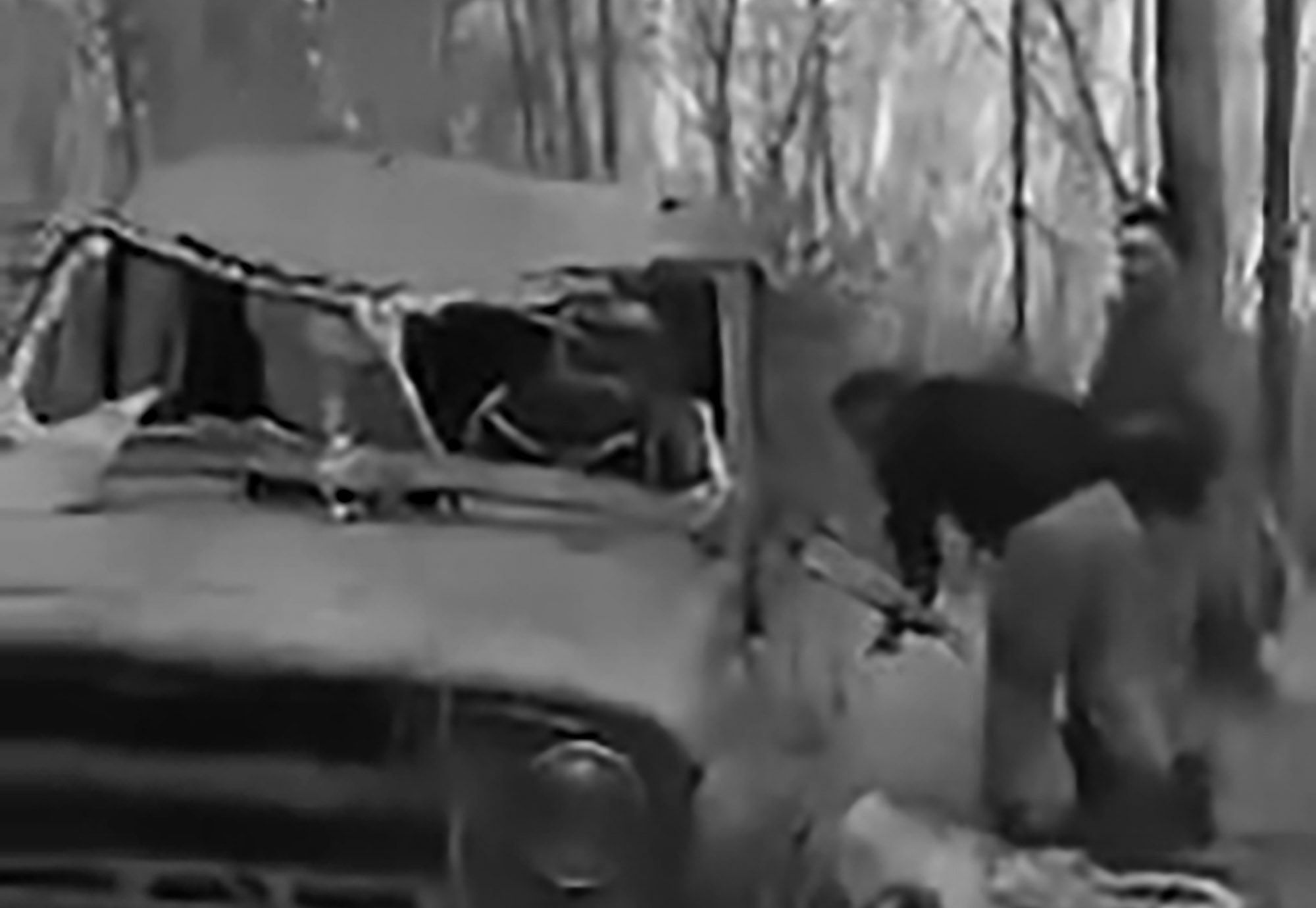 Read more about the article Wild Bears Wreck Three Hunters 4WDs In Russian Forest