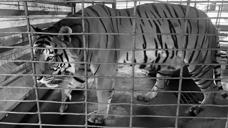 Read more about the article Tiger And Bear Rescued From Tiny Cages In Cruel Circus