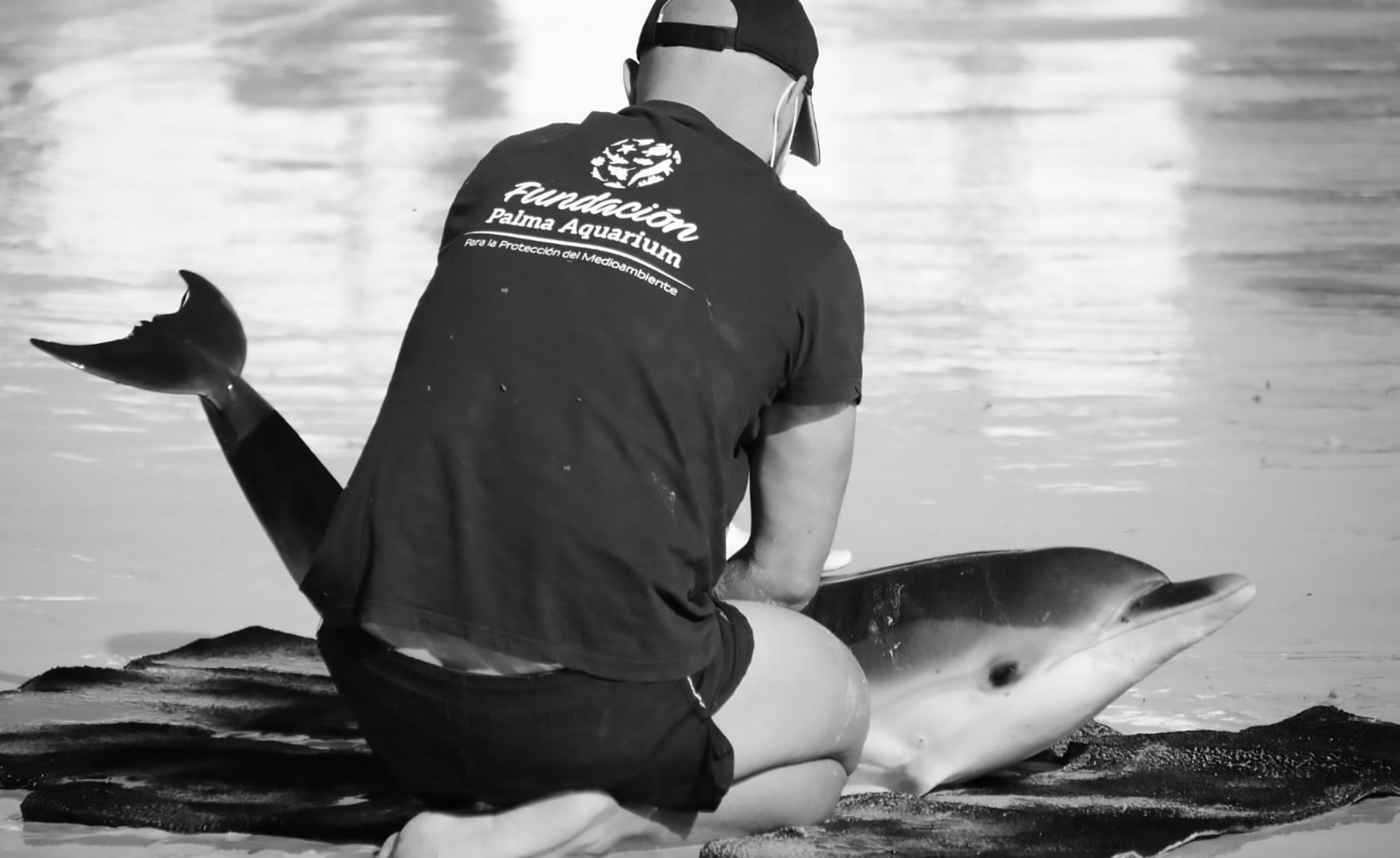 Read more about the article British Aquarim Boss Euthanises Baby Dolphin In Majorca