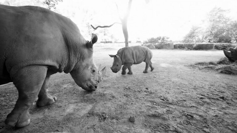 Read more about the article Moment Mother Rhino Stops Dad And Son Play Fighting