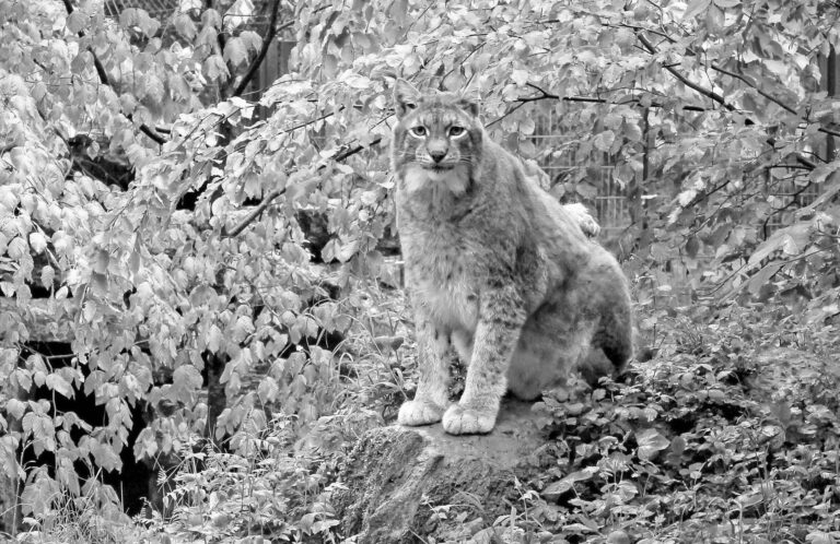 Read more about the article Rufus The Worlds Fattest Lynx Is Dead