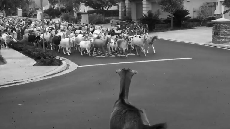 Read more about the article Goats Break Free And Invade California Neighbourhood