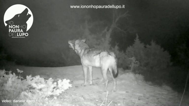 Read more about the article Rare Moment Wolf Filmed Howling To Pack In Italy