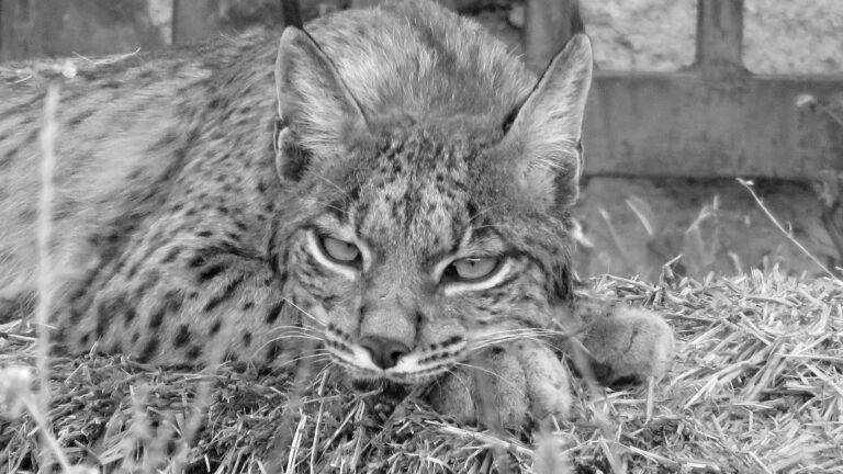 Read more about the article Cute Iberian Lynx Kittens Play Around In Haystacks