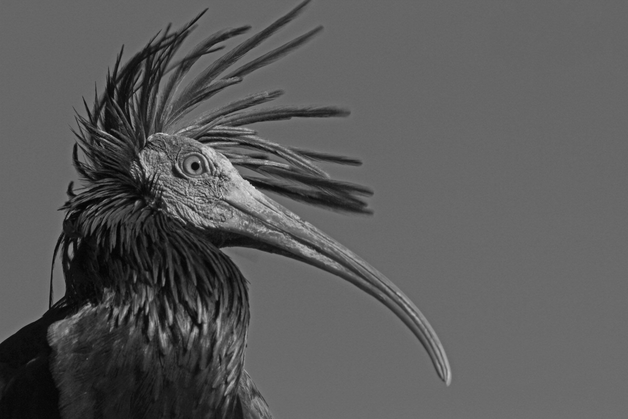 Read more about the article Rare Bald Ibis Killed In Switzerland By High Voltage