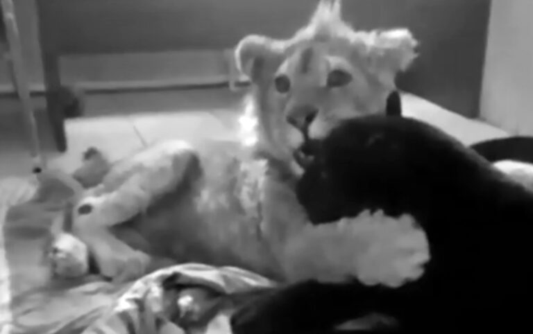 Read more about the article Simba The Lion Cub Makes Friends With Cuddly Panther