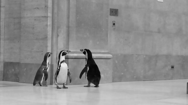 Read more about the article Art-Loving Penguins Take Stroll Around Deserted Museum