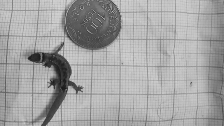 Read more about the article London Sponsored Team Find Extinct Smallest Lizard Alive