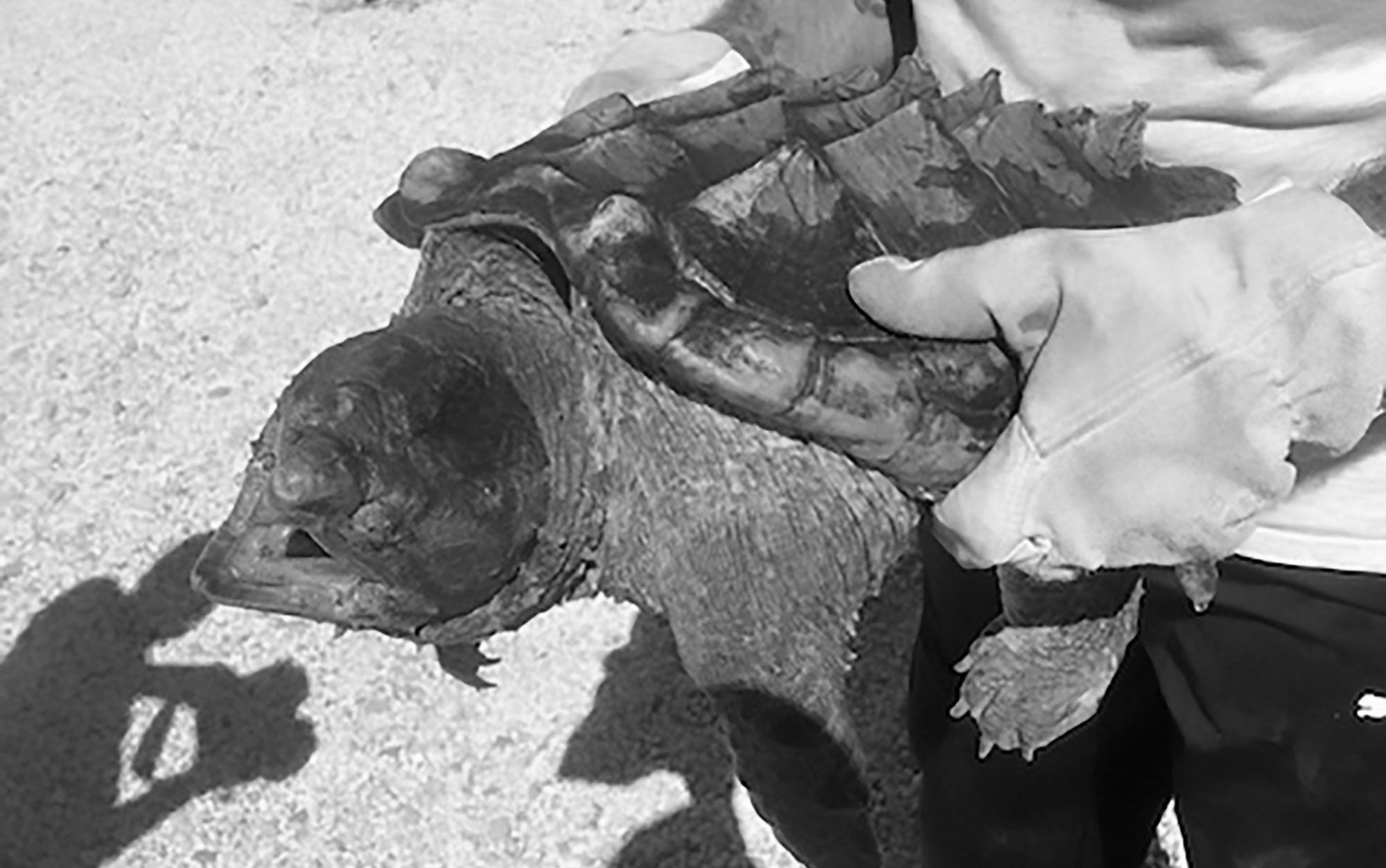 Read more about the article Rare Snapping Turtle With Power Jaw Found In France