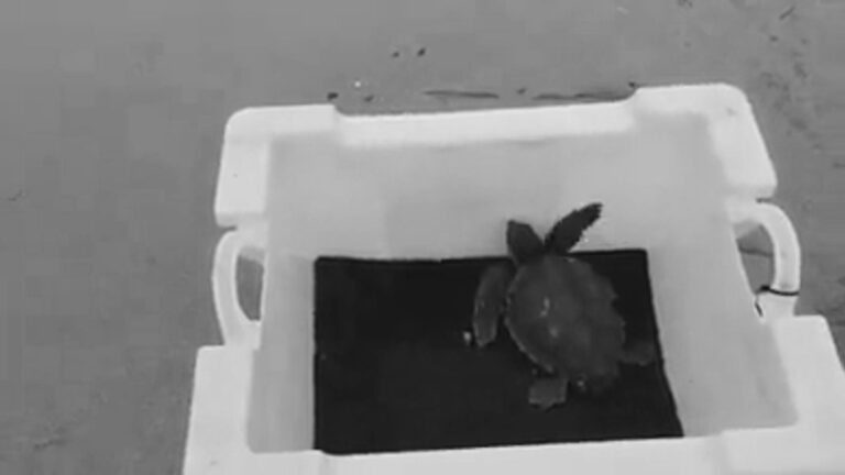 Read more about the article Turtles Released Back To Sea After Recovering From Nets