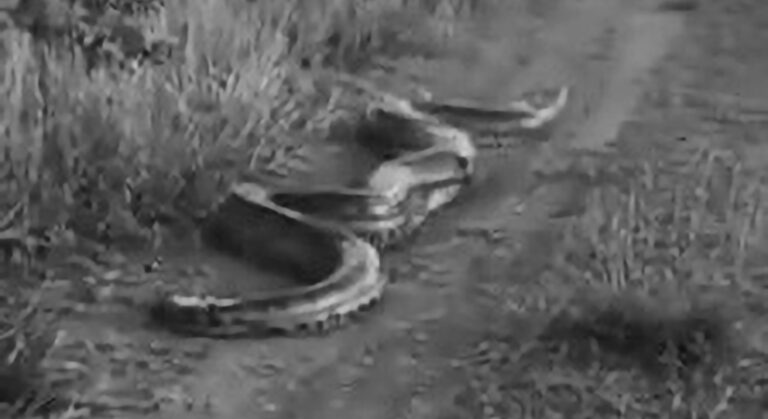 Read more about the article Moment 23ft Pregnant Anaconda Strikes At Family Car