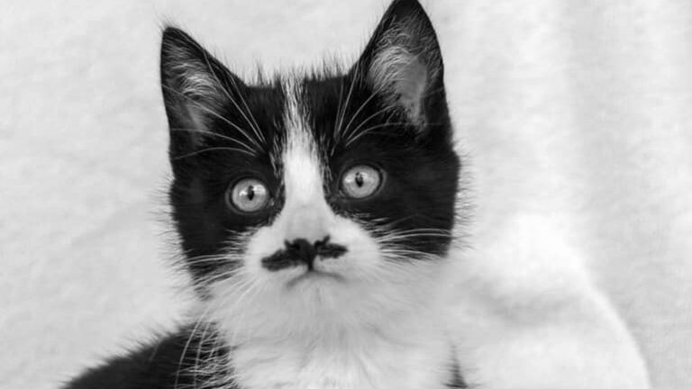 Read more about the article Kitler – Kitten With Hitler Moustache Dumped In Holland