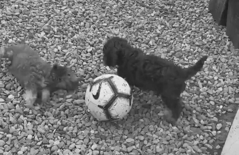 Read more about the article Fluffy Puppies Play Football In English Garden