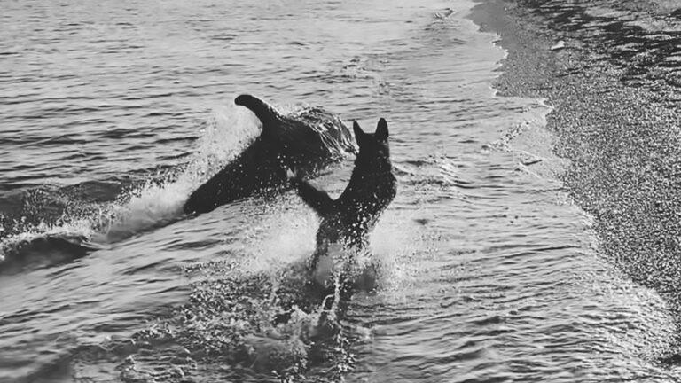 Read more about the article Dolphin And Inquisitive Pooch Play Together In Sea