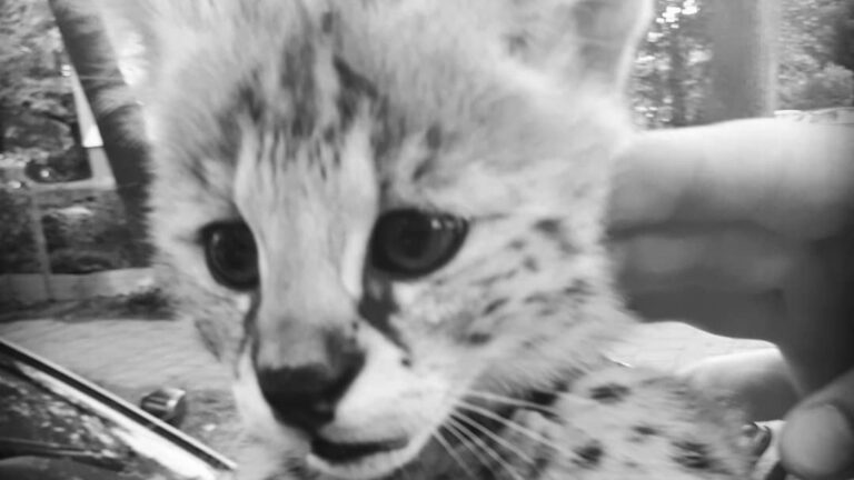 Read more about the article Dutch Cops Says Leopard Cub On A Lead Was A Serval