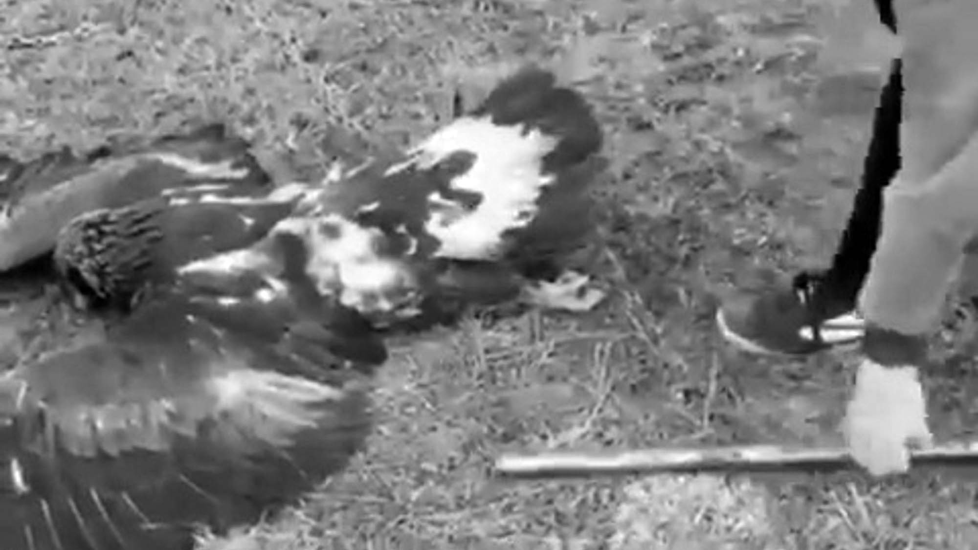 Read more about the article Moment Dad Asks Son To Batter Trapped Eagle