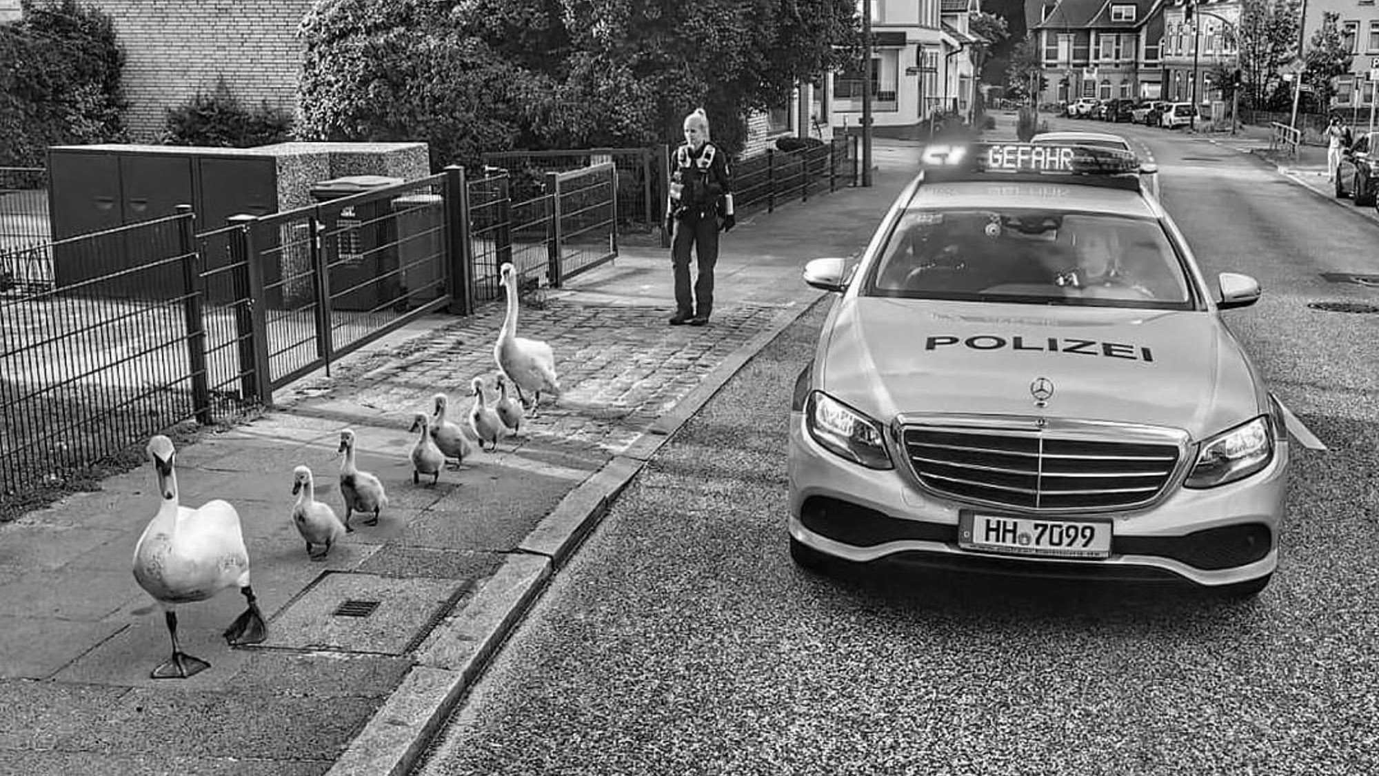 Read more about the article German Cops Apologise Over Black Swans Joke On Twitter