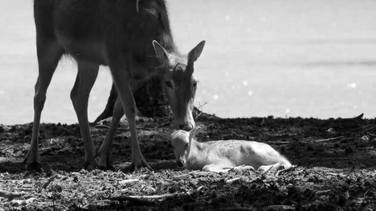 Read more about the article Cute Vid: Baby Deer Extinct In Wild Born In Safari Park