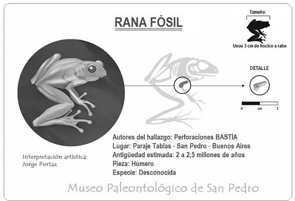 Credit: Newsflash/Museo Paleontologico San Pedro