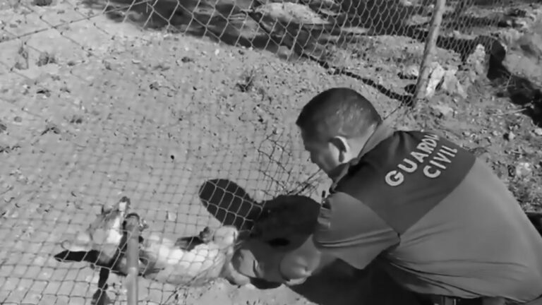 Read more about the article Kindhearted Spanish Cop Rescues Fox Trapped In Wire
