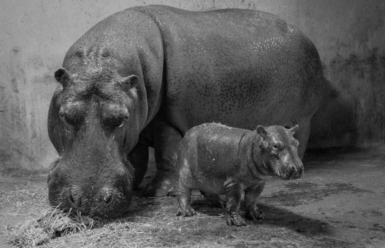 Read more about the article Baby Hippo Takes First Steps With Mum At Spanish Zoo
